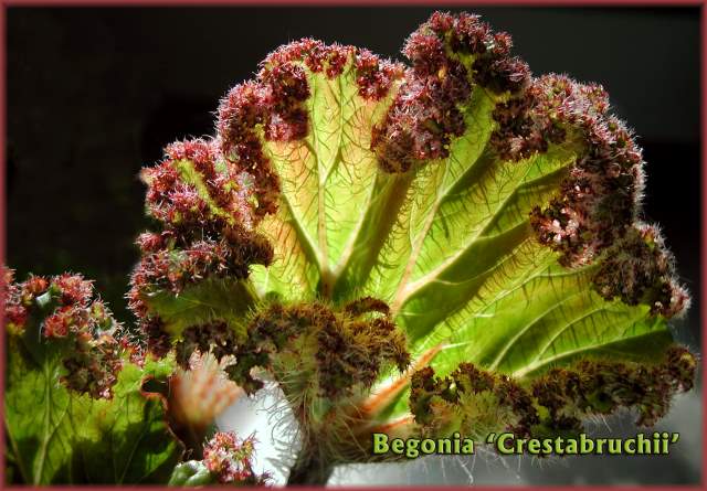 B. ‘Crestabruchii’